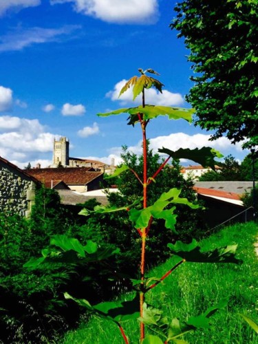 Paysage gersois