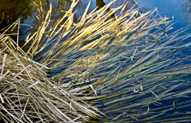 Photographie intitulée "Herbes folles" par Catherine Boutin, Œuvre d'art originale, Photographie numérique