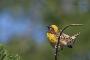 Photographie intitulée "Weaver Bird !" par Goutam Chakraborty, Œuvre d'art originale