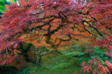Photo d arbre refaite à ma façon