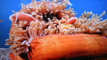 Photo sous marine