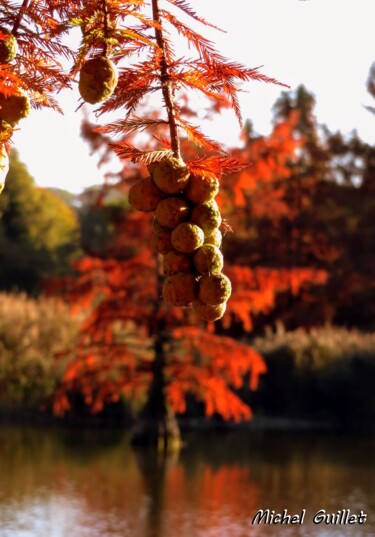 Photographie intitulée "Etang de Boulieu en…" par Michel Guillet, Œuvre d'art originale