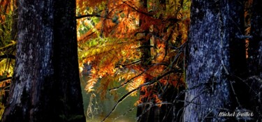 Photographie intitulée "Etang de Boulieu en…" par Michel Guillet, Œuvre d'art originale