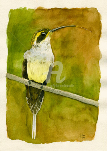 Peinture intitulée "Rabo-branco de garg…" par Julien Cachemaille, Œuvre d'art originale, Aquarelle Monté sur Châssis en bois