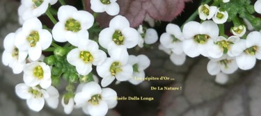 dsc-0254-fleurs-photo-2017-de-gisele-dalla-longa-c.jpg