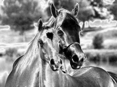 Photo de chevaux revue à ma façon