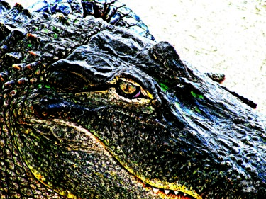 OEIL ALIGATOR BAY Photographie intitulée "OEIL ALIGATOR BAY" par Esprit Libre, Œuvre d'art originale