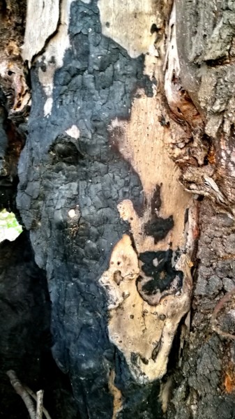 Photographie intitulée "Les esprits des Bois" par Isabelle Pautrot, Œuvre d'art originale