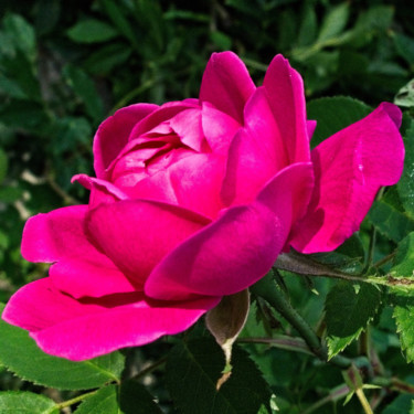 Rose rouge (7230-cc-5) Photographie intitulée "Rose rouge (7230-cc…" par Michel Akli, Œuvre d'art originale, Photographie numérique