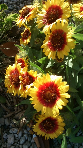 dsc-0637-2017-fleurs-photo-de-gisele-dalla-longa.jpg