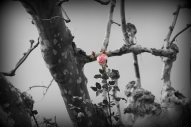 Photographie intitulée "la belle et la bête…" par Bernard Vergier, Œuvre d'art originale