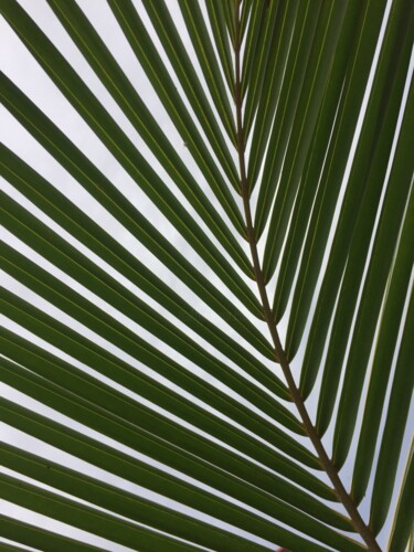 Photography titled "Coco" by Christine Stalder, Original Artwork