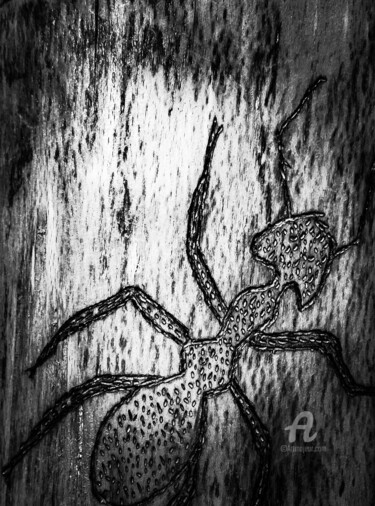 La Fourmi B&W N°14