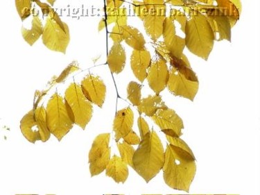 Fotografía titulada "yellow glow" por Kathleen Zinkovitch, Obra de arte original