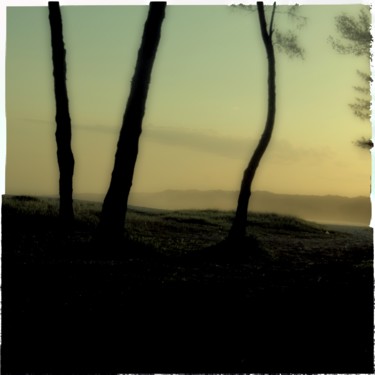 Tre alberi
