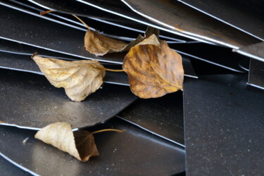 제목이 "Feuilles et feuille…"인 사진 Jacques Jégo로, 원작