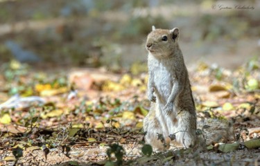 제목이 "Where are my Nuts ?"인 사진 Goutam Chakraborty로, 원작