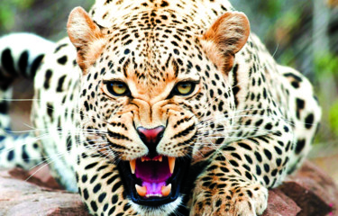 Pintura titulada "A020 Mad Cheetah" por David Shlomo Moran, Obra de arte original
