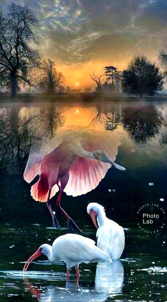 Ma forêt que J aime