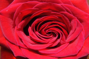 Photographie intitulée "Red Rose by Jorge G…" par Jorge Gallardo, Œuvre d'art originale