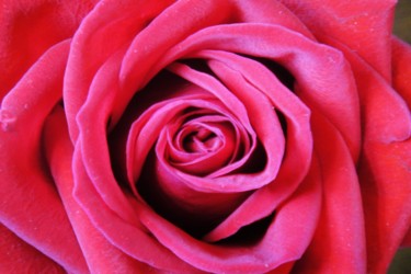 Photographie intitulée "Red Rose 2 photogra…" par Jorge Gallardo, Œuvre d'art originale