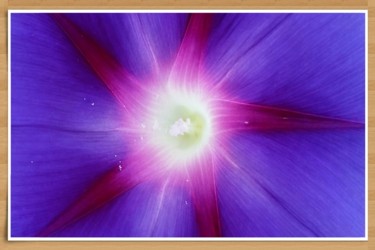 Photographie intitulée "morning glory photo…" par Jorge Gallardo, Œuvre d'art originale