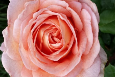 Photographie intitulée "pink rose by jorge…" par Jorge Gallardo, Œuvre d'art originale