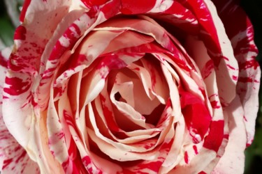 Photographie intitulée "Red and white rose…" par Jorge Gallardo, Œuvre d'art originale