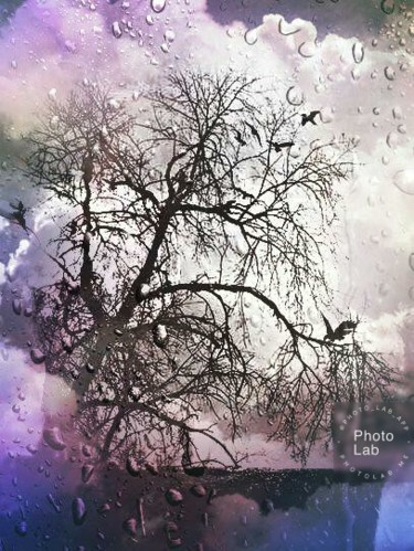Un arbre sous la pluie