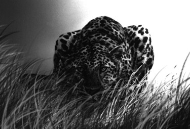 Peinture intitulée "Premier Gépard NB" par Frédéric Berrin, Œuvre d'art originale, Encre