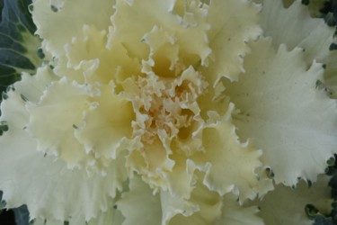 Photographie intitulée "Abstract flower by…" par Jorge Gallardo, Œuvre d'art originale