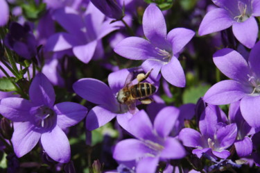Photographie intitulée "Abeille.jpg" par Dominique Thivollier, Œuvre d'art originale