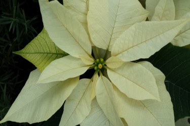 Photographie intitulée "white poinsettia by…" par Jorge Gallardo, Œuvre d'art originale