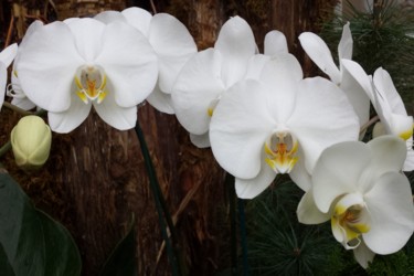 Photographie intitulée "orchids photograph…" par Jorge Gallardo, Œuvre d'art originale