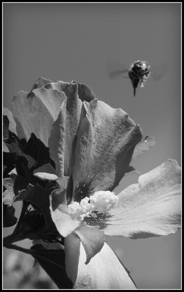 Photographie intitulée "Butinera ?.jpg" par Florence Pouget-Landrieu, Œuvre d'art originale
