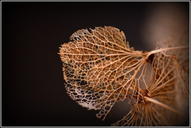 Photographie intitulée "Grains" par Jan Schrijver, Œuvre d'art originale