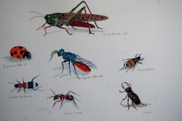 Painting titled "planche naturaliste…" by Patricia Giroldini Hyvernat, Original Artwork, Watercolor