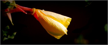 Photography titled "Dew" by Jan Schrijver, Original Artwork
