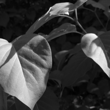 Photography titled "Lilas gris" by Ln Le Cheviller, Original Artwork, Digital Photography