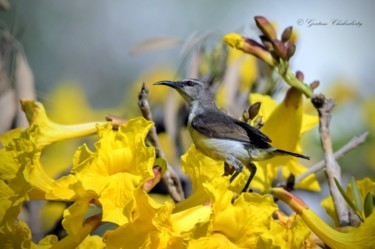 摄影 标题为“Sunbird - The Honey…” 由Goutam Chakraborty, 原创艺术品