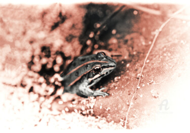 Photographie intitulée "Grenouille" par Alepph.K, Œuvre d'art originale