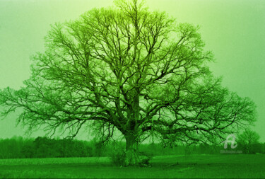 Photographie intitulée "Irréel" par Alepph.K, Œuvre d'art originale, Photographie manipulée