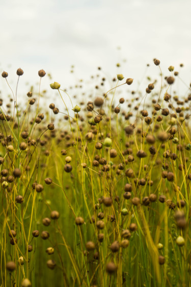 Photography titled "Nature" by Wouter Kouwenberg, Original Artwork