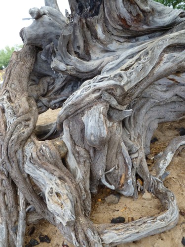Photographie intitulée "Arbre Hawaiien..." par Arnaud Thévenin, Œuvre d'art originale