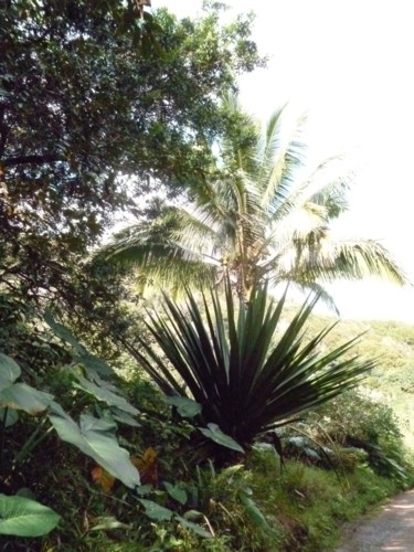Photographie intitulée "Hawaii" par Arnaud Thévenin, Œuvre d'art originale