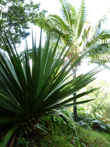 Photographie intitulée "Hawaii" par Arnaud Thévenin, Œuvre d'art originale