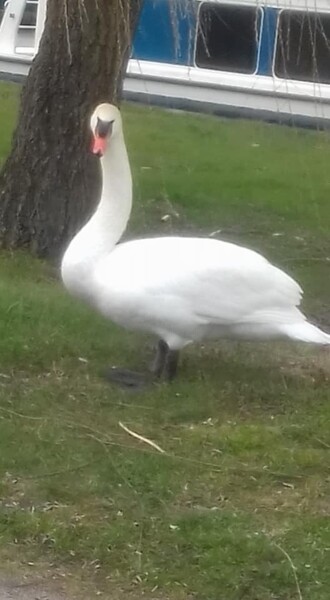 Photographie intitulée "le cygne au bord du…" par Audrey Segura, Œuvre d'art originale