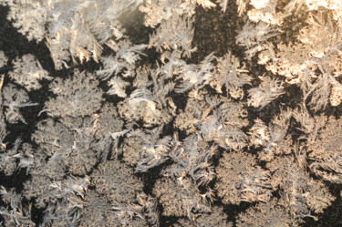 Photographie intitulée "papillons 4" par Philip Moreau, Œuvre d'art originale