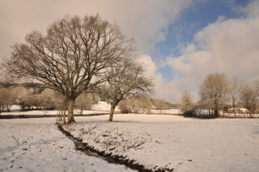 Photographie intitulée "arbre 2" par Philip Moreau, Œuvre d'art originale