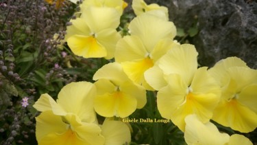dsc-0269-fleurs-photos-2017-de-gisele-dalla-longa.jpg